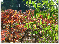 Automne