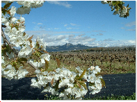 Printemps